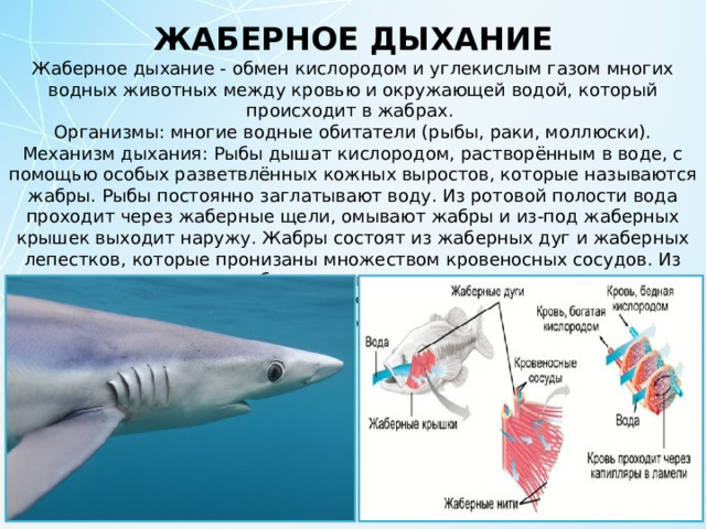 ЖАБЕРНОЕ ДЫХАНИЕ Жаберное дыхание - обмен кислородом и углекислым газом многих водных животных между кровью и окружающей водой, который происходит в жабрах. Организмы: многие водные обитатели (рыбы, раки, моллюски). Механизм дыхания: Рыбы дышат кислородом, растворённым в воде, с помощью особых разветвлённых кожных выростов, которые называются жабры. Рыбы постоянно заглатывают воду. Из ротовой полости вода проходит через жаберные щели, омывают жабры и из-под жаберных крышек выходит наружу. Жабры состоят из жаберных дуг и жаберных лепестков, которые пронизаны множеством кровеносных сосудов. Из воды, которая омывает жабры, в кровь поступает кислород, а из крови в воду удаляется углекислый газ. Жабры, находящиеся внутри тела, называются внутренними жабрами. 