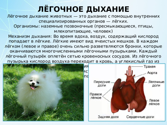 ЛЁГОЧНОЕ ДЫХАНИЕ Лёгочное дыхание животных — это дыхание с помощью внутренних специализированных органов — лёгких. Организмы: наземные позвоночные (пресмыкающиеся, птицы, млекопитающие, человек) Механизм дыхания: Во время вдоха, воздух, содержащий кислород попадает в лёгкие. Лёгкие имеют вид ячеистых мешков. В каждом лёгком (левое и правое) очень сильно разветвляются бронхи, которые оканчиваются многочисленными лёгочными пузырьками. Каждый лёгочный пузырёк оплетён сетью кровеносных сосудов. Из лёгочного пузырька кислород воздуха переходит в кровь, а углекислый газ из крови в воздух. После накопления углекислого газа в лёгочном пузырьке происходит выдох. Ячеистое строение лёгких позволяет увеличить их внутреннюю поверхность во много раз. 
