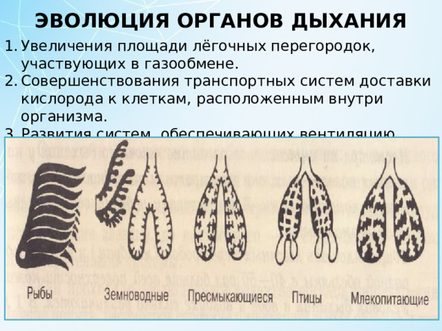 ЭВОЛЮЦИЯ ОРГАНОВ ДЫХАНИЯ Увеличения площади лёгочных перегородок, участвующих в газообмене. Совершенствования транспортных систем доставки кислорода к клеткам, расположенным внутри организма. Развития систем, обеспечивающих вентиляцию органов дыхания.   