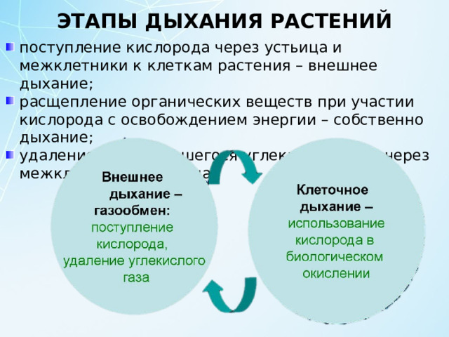 ЭТАПЫ ДЫХАНИЯ РАСТЕНИЙ поступление кислорода через устьица и межклетники к клеткам растения – внешнее дыхание; расщепление органических веществ при участии кислорода с освобождением энергии – собственно дыхание; удаление образовавшегося углекислого газа через межклетники и устьица . 