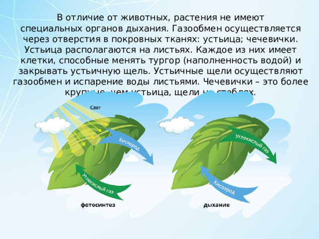В отличие от животных, растения не имеют специальных органов дыхания. Газообмен осуществляется через отверстия в покровных тканях: устьица; чечевички. Устьица располагаются на листьях. Каждое из них имеет клетки, способные менять тургор (наполненность водой) и закрывать устьичную щель. Устьичные щели осуществляют газообмен и испарение воды листьями. Чечевички – это более крупные, чем устьица, щели на стеблях. 