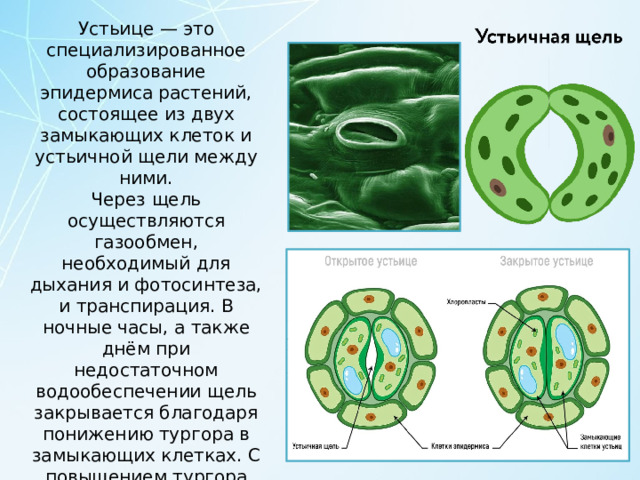 Устьице — это специализированное образование эпидермиса растений, состоящее из двух замыкающих клеток и устьичной щели между ними. Через щель осуществляются газообмен, необходимый для дыхания и фотосинтеза, и транспирация. В ночные часы, а также днём при недостаточном водообеспечении щель закрывается благодаря понижению тургора в замыкающих клетках. С повышением тургора устьице открывается. Устьица встречаются в эпидермисе всех наземных растений. 