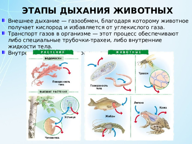   ЭТАПЫ ДЫХАНИЯ ЖИВОТНЫХ Внешнее дыхание — газообмен, благодаря которому животное получает кислород и избавляется от углекислого газа. Транспорт газов в организме — этот процесс обеспечивают либо специальные трубочки-трахеи, либо внутренние жидкости тела. Внутреннее дыхание — происходит в клетках. 