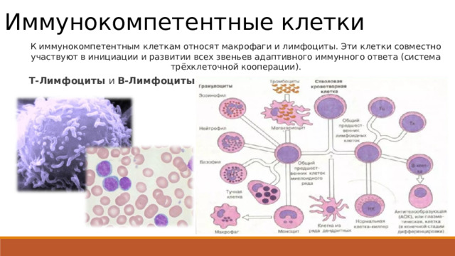 Иммунокомпетентные клетки К иммунокомпетентным клеткам относят макрофаги и лимфоциты. Эти клетки совместно участвуют в инициации и развитии всех звеньев адаптивного иммунного ответа (система трёхклеточной кооперации). T-Лимфоциты и B-Лимфоциты 
