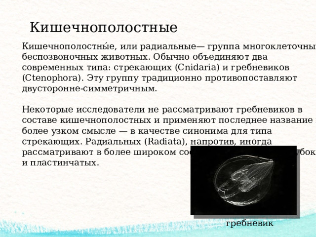 Кишечнополостные Кишечнополостны́е, или радиальные— группа многоклеточных беспозвоночных животных. Обычно объединяют два современных типа: стрекающих (Cnidaria) и гребневиков (Ctenophora). Эту группу традиционно противопоставляют двусторонне-симметричным. Некоторые исследователи не рассматривают гребневиков в составе кишечнополостных и применяют последнее название в более узком смысле — в качестве синонима для типа стрекающих. Радиальных (Radiata), напротив, иногда рассматривают в более широком составе, включая в них губок и пластинчатых. гребневик 