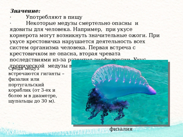 Значение: ·         Употребляют в пищу ·         Некоторые медузы смертельно опасны  и ядовиты для человека. Например,  при укусе корнерота могут возникнуть значительные ожоги. При укусе крестовичка нарушается деятельность всех систем организма человека. Первая встреча с крестовичком не опасна, вторая чревата последствиями из-за развития анофилоксии. Укус тропической  медузы ведет к смертельному исходу. Среди медуз встречаются гиганты – физалия или португальский кораблик (от 3-ех и более м в диаметре, щупальцы до 30 м).   физалия 
