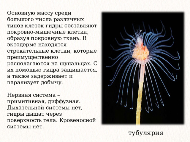 Основную массу среди большого числа различных типов клеток гидры составляют покровно-мышечные клетки, образуя покровную ткань. В эктодерме находятся стрекательные клетки, которые преимущественно располагаются на щупальцах. С их помощью гидра защищается, а также задерживает и парализует добычу. Нервная система – примитивная, диффузная. Дыхательной системы нет, гидры дышат через поверхность тела. Кровеносной системы нет. тубулярия 