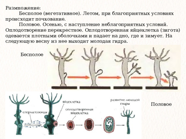 Размножение:  Бесполое (вегетативное). Летом, при благоприятных условиях происходит почкование.  Половое. Осенью, с наступление неблагоприятных условий. Оплодотворение перекрестное. Оплодотворенная яйцеклетка (зигота) одевается плотными оболочками и падает на дно, где и зимует. На следующую весну из нее выходит молодая гидра. Бесполое  Половое 