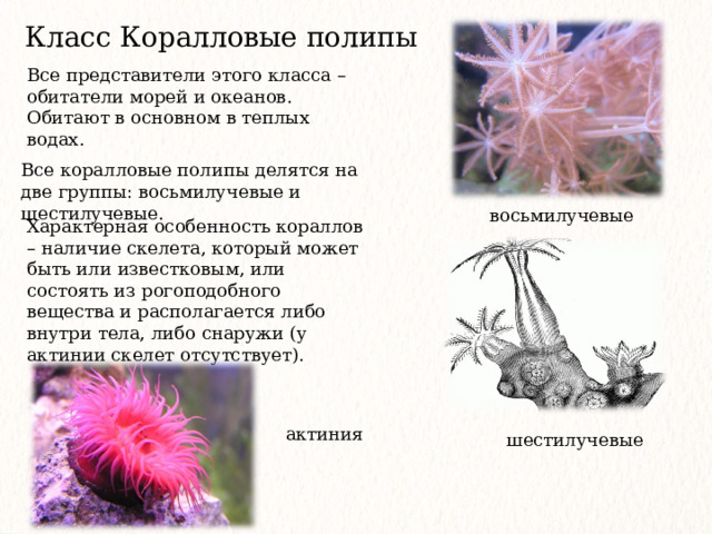 Класс Коралловые полипы Все представители этого класса – обитатели морей и океанов. Обитают в основном в теплых водах. Все коралловые полипы делятся на две группы: восьмилучевые и шестилучевые. восьмилучевые Характерная особенность кораллов – наличие скелета, который может быть или известковым, или состоять из рогоподобного вещества и располагается либо внутри тела, либо снаружи (у актинии скелет отсутствует).  актиния шестилучевые 