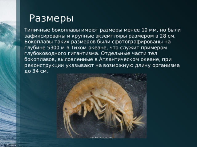 Размеры Типичные бокоплавы имеют размеры менее 10 мм, но были зафиксированы и крупные экземпляры размером в 28 см. Бокоплавы таких размеров были сфотографированы на глубине 5300 м в Тихом океане, что служит примером глубоководного гигантизма. Отдельные части тел бокоплавов, выловленные в Атлантическом океане, при реконструкции указывают на возможную длину организма до 34 см. 