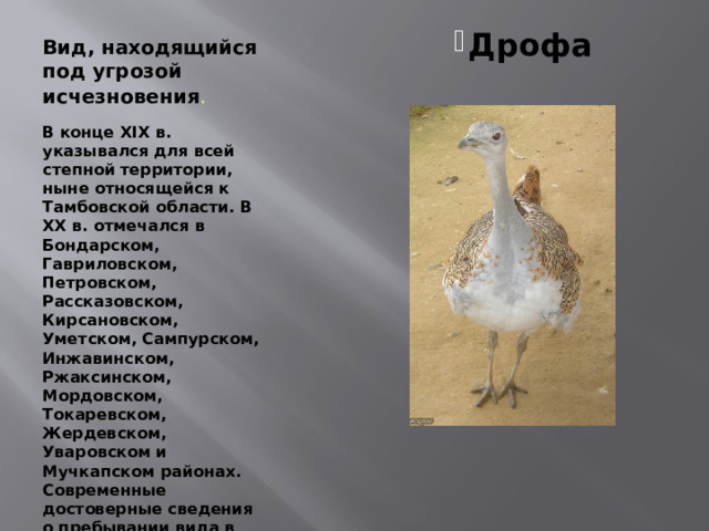 Вид, находящийся под угрозой исчезновения . Дрофа Дрофа Дрофа Дрофа Дрофа Дрофа Дрофа Дрофа Дрофа В конце XIX в. указывался для всей степной территории, ныне относящейся к Тамбовской области. В XX в. отмечался в Бондарском, Гавриловском, Петровском, Рассказовском, Кирсановском, Уметском, Сампурском, Инжавинском, Ржаксинском, Мордовском, Токаревском, Жердевском, Уваровском и Мучкапском районах. Современные достоверные сведения о пребывании вида в области отсутствуют. 