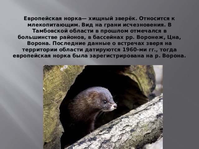  Европейская норка— хищный зверёк. Относится к млекопитающим .  Вид на грани исчезновения.  В Тамбовской области в прошлом отмечался в большинстве районов, в бассейнах рр. Воронеж, Цна, Ворона. Последние данные о встречах зверя на территории области датируются 1960-ми гг., тогда европейская норка была зарегистрирована на р. Ворона. 