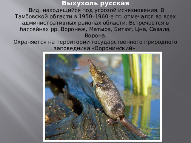 Выхухоль русская   Вид, находящийся под угрозой исчезновения. В Тамбовской области в 1950–1960-е гг. отмечался во всех административных районах области. Встречается в бассейнах рр. Воронеж, Матыра, Битюг, Цна, Савала, Ворона.  Охраняется на территории государственного природного заповедника «Воронинский».   