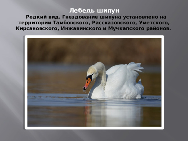 Лебедь шипун     Редкий вид. Гнездование шипуна установлено на территории Тамбовского, Рассказовского, Уметского, Кирсановского, Инжавинского и Мучкапского районов.  
