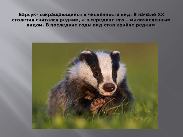  Барсук- сокращающийся в численности вид. В начале ХХ столетия считался редким, а в середине его ‒ малочисленным видом. В последние годы вид стал крайне редким . 