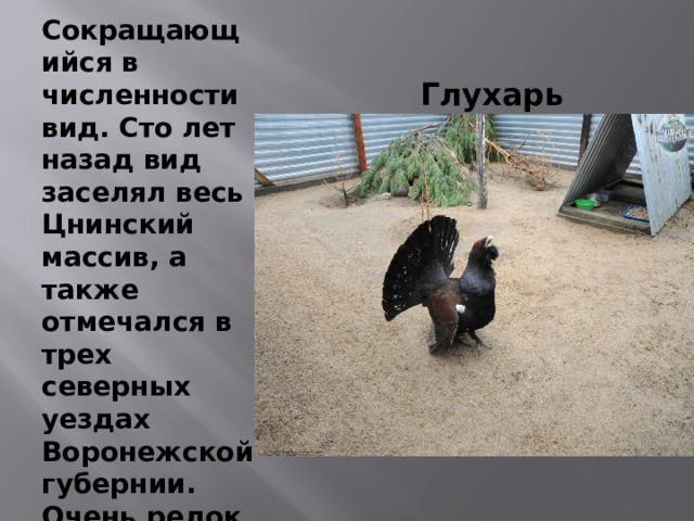 Сокращающийся в численности вид. Сто лет назад вид заселял весь Цнинский массив, а также отмечался в трех северных уездах Воронежской губернии. Очень редок в наши дни. Глухарь 
