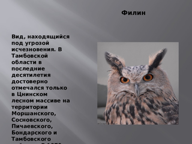 Филин Вид, находящийся под угрозой исчезновения. В Тамбовской области в последние десятилетия достоверно отмечался только в Цнинском лесном массиве на территории Моршанского, Сосновского, Пичаевского, Бондарского и Тамбовского районов. В 1970 и 1971 гг. наблюдали его в Мичуринском районе.          