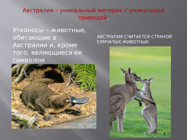 Австралия – уникальный материк с уникальной природой .   Австралия считается страной сумчатых животных. Утконосы – животные, обитающие в Австралии и, кроме того, являющиеся ее символом . 