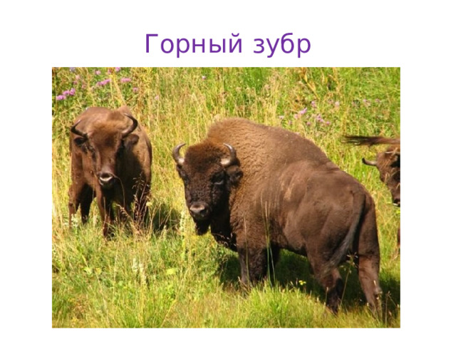 Горный зубр 