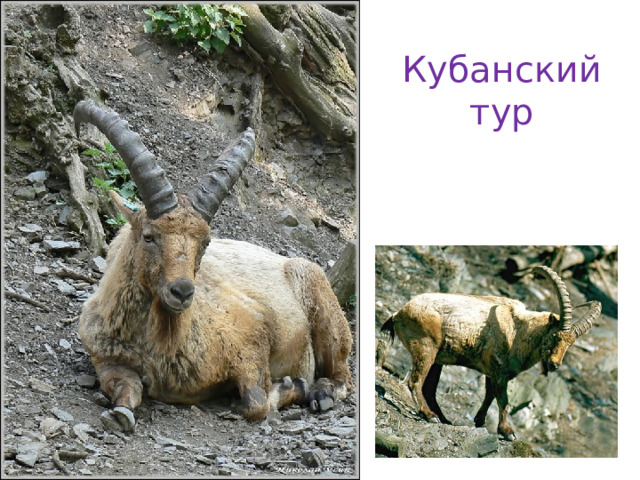 Кубанский тур 