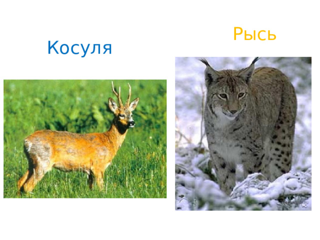 Рысь Косуля 