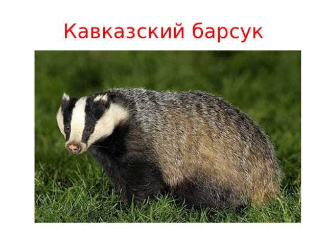 Кавказский барсук 