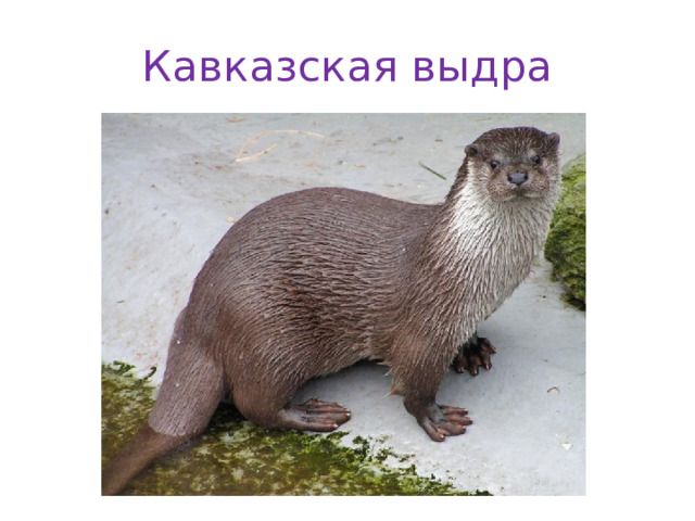 Кавказская выдра 