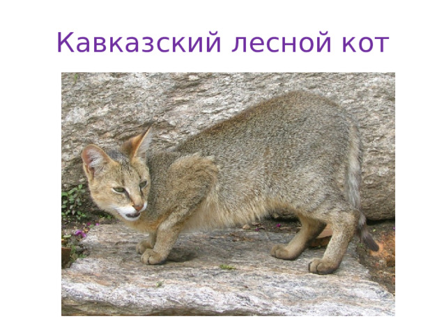 Кавказский лесной кот 