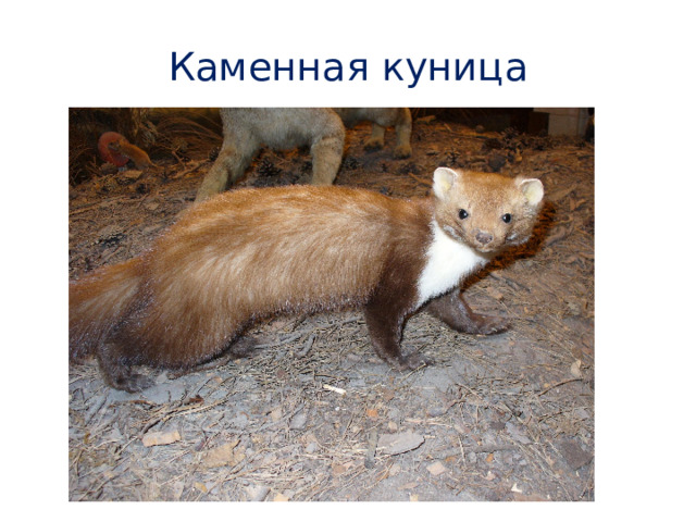Каменная куница 