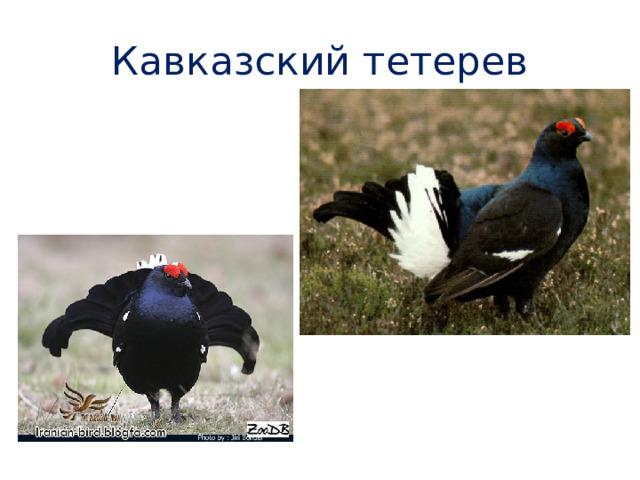 Кавказский тетерев 