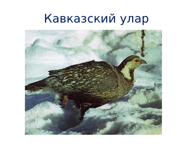 Кавказский улар 