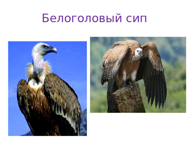 Белоголовый сип 