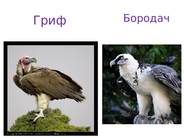 Гриф  Бородач 