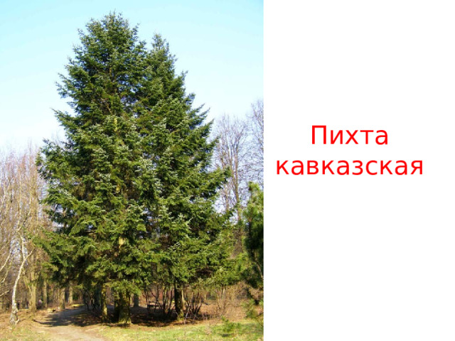 Пихта кавказская 