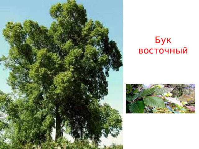 Бук восточный 