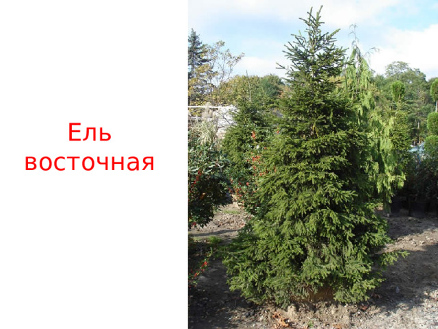 Ель восточная 