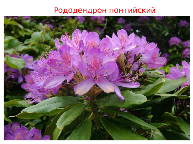 Рододендрон понтийский 