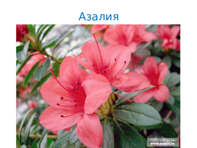 Азалия 