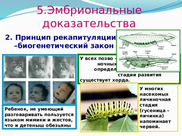 5.Эмбриональные доказательства 2. Принцип рекапитуляции –биогенетический закон У всех позво - ночных на определенной стадии развития существует хорда.  У многих насекомых личиночная стадия (гусеница – личинка) напоминает червей.  Ребенок, не умеющий разговаривать пользуется языком мимики и жестов, что и детеныш обезьяны  
