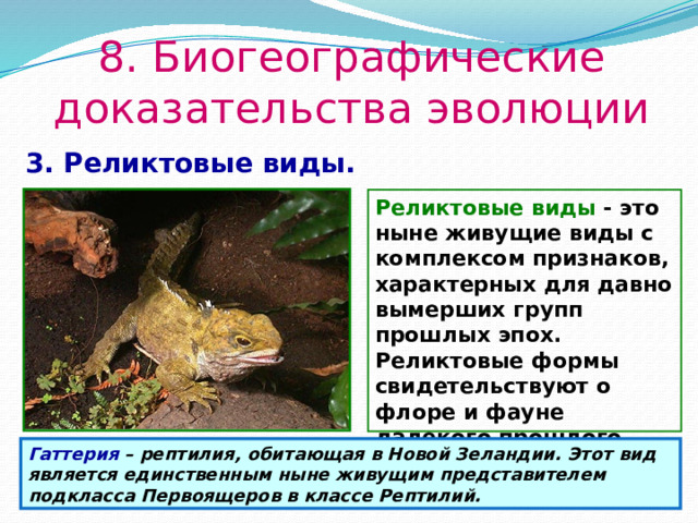 8. Биогеографические доказательства эволюции 3. Реликтовые виды. Реликтовые виды - это ныне живущие виды с комплексом признаков, характерных для давно вымерших групп прошлых эпох. Реликтовые формы свидетельствуют о флоре и фауне далекого прошлого Земли. Гаттерия – рептилия, обитающая в Новой Зеландии. Этот вид является единственным ныне живущим представителем подкласса Первоящеров в классе Рептилий. 