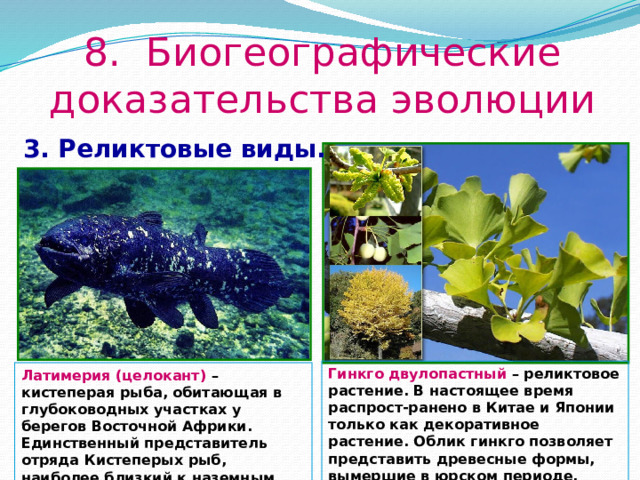 8. Биогеографические доказательства эволюции 3. Реликтовые виды.  Гинкго двулопастный – реликтовое растение. В настоящее время распрост-ранено в Китае и Японии только как декоративное растение. Облик гинкго позволяет представить древесные формы, вымершие в юрском периоде. Латимерия (целокант) – кистеперая рыба, обитающая в глубоководных участках у берегов Восточной Африки. Единственный представитель отряда Кистеперых рыб, наиболее близкий к наземным позвоночным. 