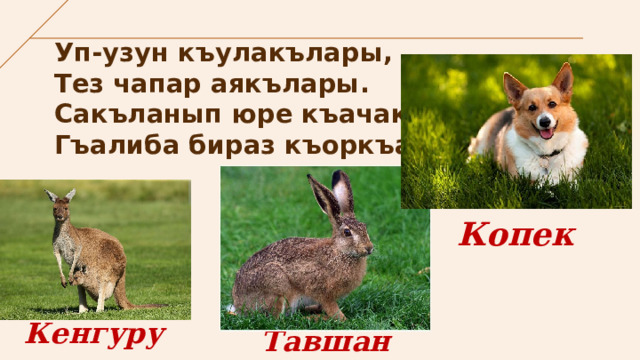 Уп-узун къулакълары,  Тез чапар аякълары.  Сакъланып юре къачакъ,  Гъалиба бираз къоркъакъ. Копек Кенгуру Тавшан 