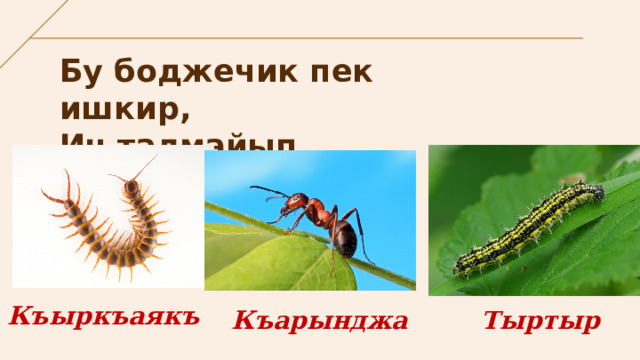 Бу боджечик пек ишкир,  Ич талмайып чалышыр. Къыркъаякъ Тыртыр Къарынджа 