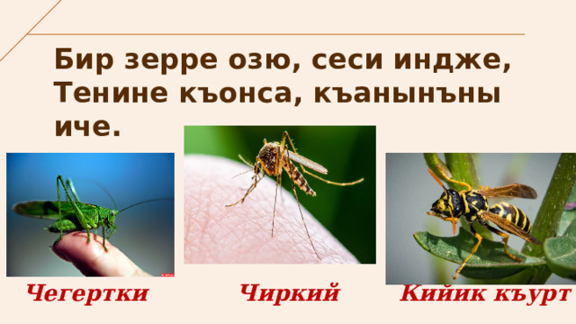 Бир зерре озю, сеси индже,  Тенине къонса, къанынъны иче. Чегертки Чиркий Кийик къурт 