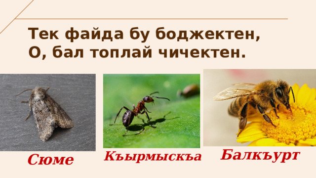 Тек файда бу боджектен,  О, бал топлай чичектен. Балкъурт Къырмыскъа Сюме 