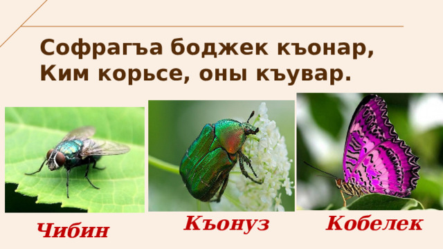 Софрагъа боджек къонар,  Ким корьсе, оны къувар. Кобелек Къонуз Чибин 