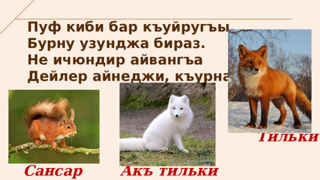 Пуф киби бар къуйругъы,  Бурну узунджа бираз.  Не ичюндир айвангъа  Дейлер айнеджи, къурназ Тильки Сансар Акъ тильки 