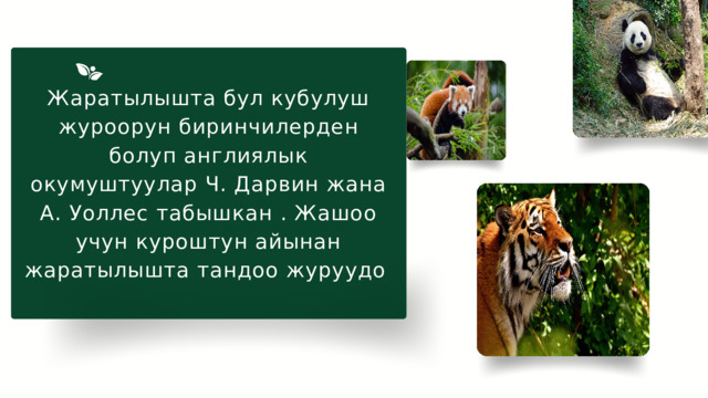 Жаратылышта бул кубулуш журоорун биринчилерден болуп англиялык окумуштуулар Ч. Дарвин жана А. Уоллес табышкан . Жашоо учун куроштун айынан жаратылышта тандоо журуудо 
