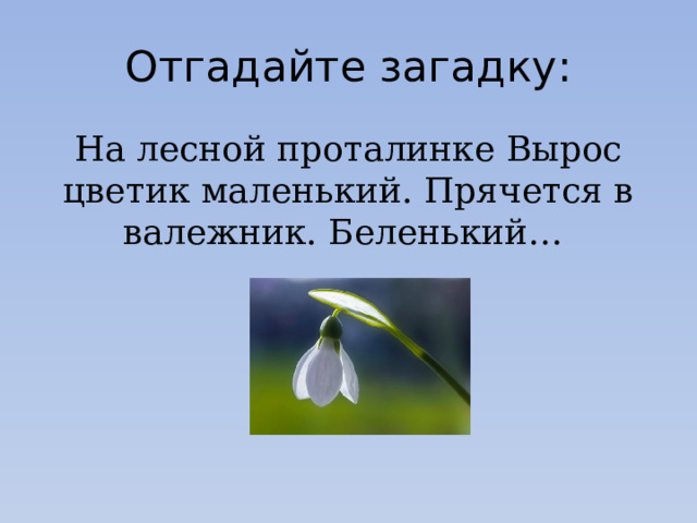 Отгадайте загадку: На лесной проталинке Вырос цветик маленький. Прячется в валежник. Беленький… 