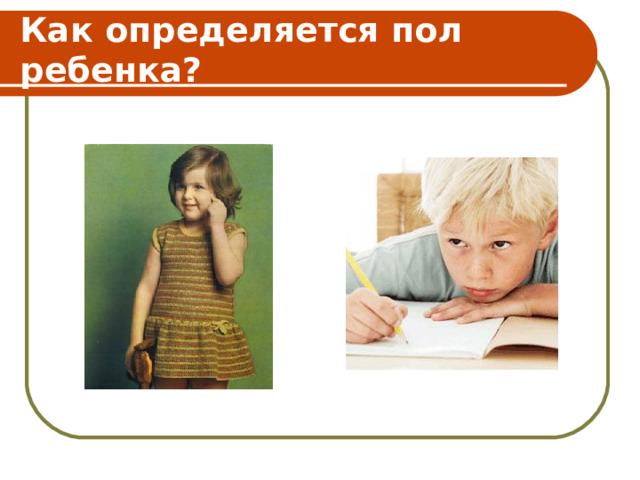 Как определяется пол ребенка? 